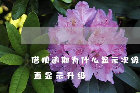 借呗逾期为什么显示次级(借呗逾期再分期一直显示升级)