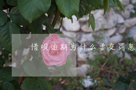 借呗逾期为什么要交罚息