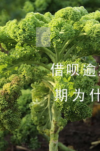 借呗逾期为什么要求我一次性还清-借呗逾期为什么要求我一次性还清呢