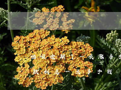 借呗逾期了一天涨多少钱(支付宝借呗逾期还款利息一天多少钱)
