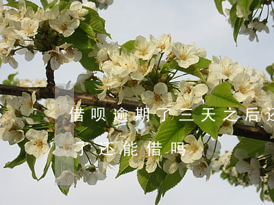 借呗逾期了三天之后还上(借呗逾期了3天还了还能借吗)