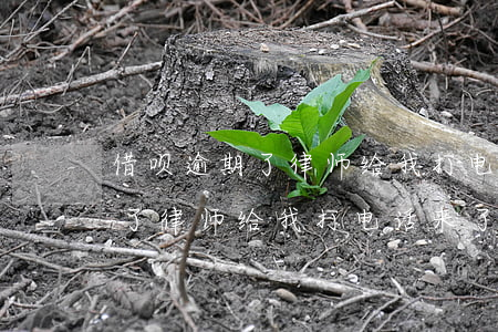 借呗逾期了,律师给我打电话来了-借呗逾期了,律师给我打电话来了怎么办