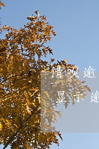 借呗逾期了还有借款功能(借呗有额度但借钱显示逾期)