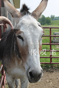 借呗逾期会停支付宝(借呗逾期会停支付宝吗)