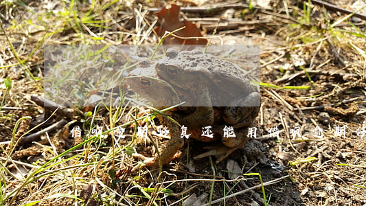 借呗逾期修复还能用(借呗逾期修复了)