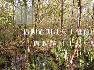 借呗逾期几天上征信吗花呗逾期有什么后果-借呗逾期几天上征信吗花呗逾期有什么后果吗