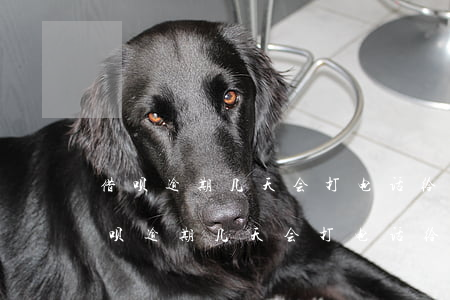 借呗逾期几天会打电话给通讯录的人啊-借呗逾期几天会打电话给通讯录的人啊