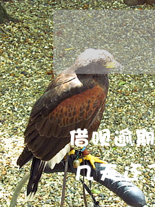 借呗逾期几天还了还能用吗(支付宝借呗逾期几天还了后还能正常使用吗)