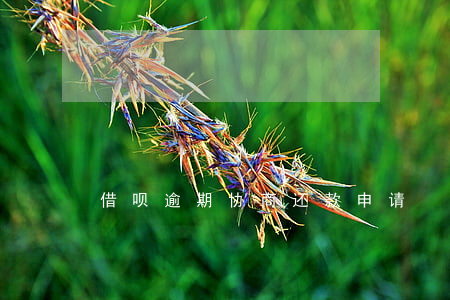 借呗逾期协商还款申请