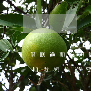 借呗逾期发短信说要上门核实情况-借呗逾期发短信说要上门核实情况是真的吗