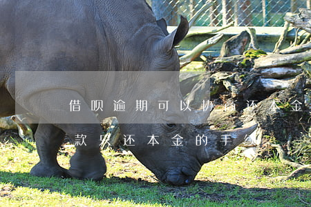 借呗逾期可以协商还本金吗(借呗逾期协商还款只还本金的手续)