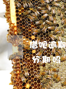 借呗逾期后可以申请分期(借呗逾期可以申请分期吗?)