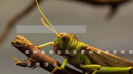 借呗逾期后还款影响做房贷吗（借呗逾期影响还房贷么）