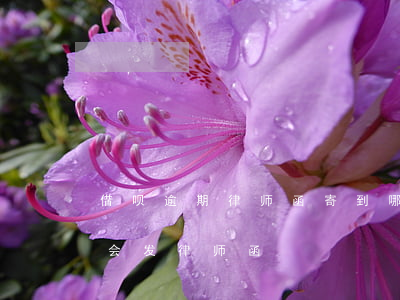 借呗逾期律师函寄到哪里(蚂蚁借呗逾期多久会发律师函)