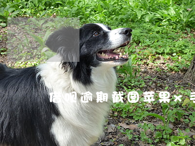 借呗逾期截图苹果x手机(十月借呗逾期照片)
