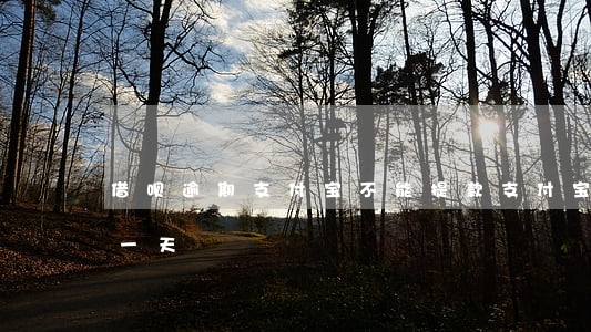 借呗逾期支付宝不能提款(支付宝借呗逾期了一天)