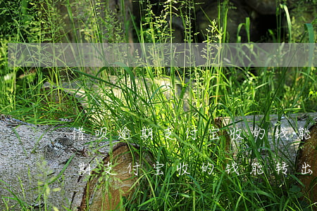 借呗逾期支付宝收的钱能转出来吗-借呗逾期支付宝收的钱能转出来吗怎么办