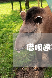借呗逾期申诉的住院证明(借呗逾期起诉标准)