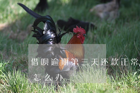 借呗逾期第三天还款正常吗(借呗逾期3天后怎么办)