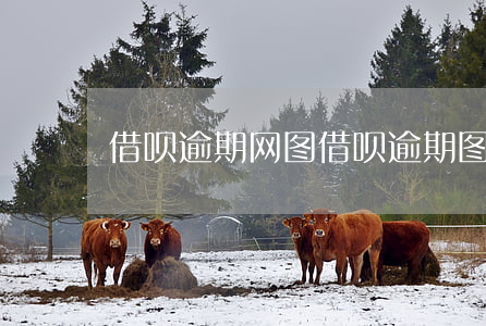 借呗逾期网 图(借呗逾期图片2021)