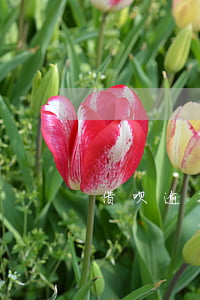 借呗逾期 花呗被风控