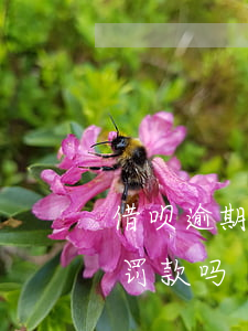 借呗逾期被起诉后还会算罚息吗(借呗逾期会罚款吗)