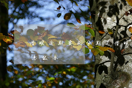 借呗逾期要求分期还(借呗逾期要求分期还款怎么办)