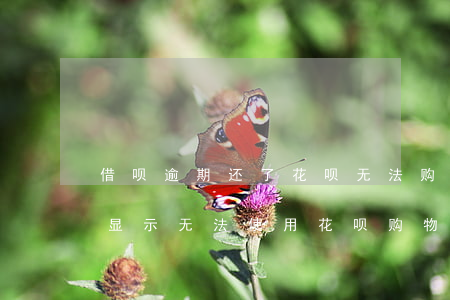 借呗逾期还了花呗无法购物(花呗逾期还款后显示无法使用花呗购物)