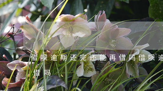 借呗逾期还完还能再借吗(借呗逾期过后还能借吗)