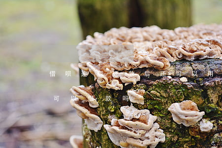 借呗逾期还款后还可以用(借呗逾期还进去还可以借款吗?)