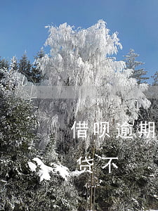 借呗逾期还能借什么网贷（借呗有逾期能借网贷不）