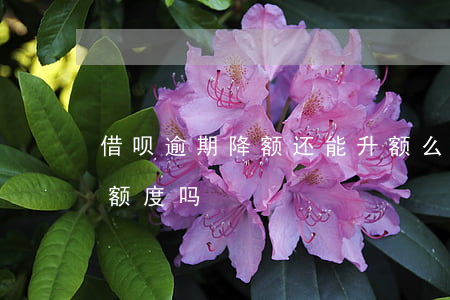 借呗逾期降额还能升额么(支付宝借呗逾期降额度吗)