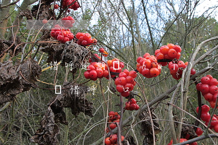 借呼逾期會(huì)上門(mén)催收嗎(借呼入口)