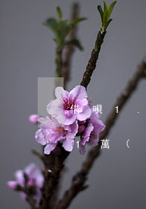 借唄1.5萬(wàn)逾期半年 借唄逾期1萬(wàn)塊錢半年