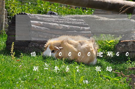 借唄10000逾期60(借唄10000逾期一年多了會被起訴嗎,催收是上海打來的)