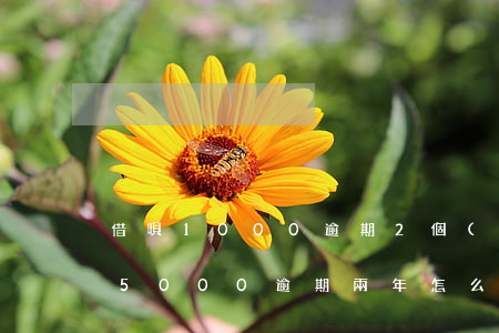 借唄1000逾期2個(gè)月(借唄有15000逾期兩年怎么辦)