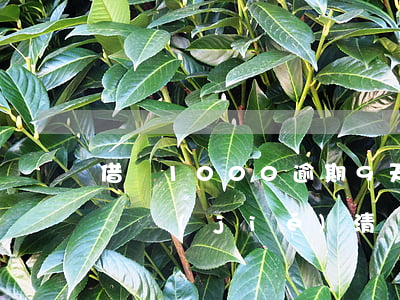 借唄1000逾期9天(借唄逾期9天需要全額結(jié)清)
