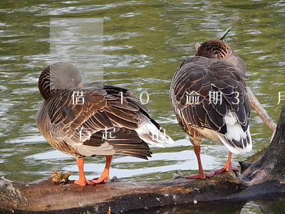 借唄10萬逾期3個月起訴(借唄逾期11萬有起訴的嗎)
