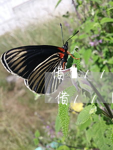 借唄11號(hào)還款8號(hào)借11還嗎-借唄11號(hào)還款10號(hào)借也是11號(hào)還么