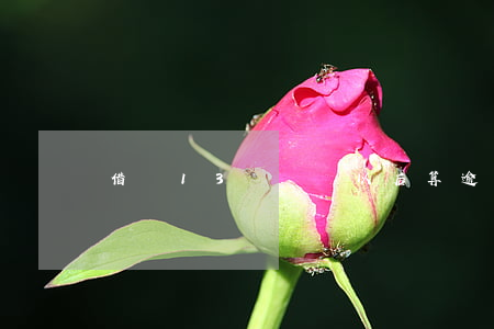 借唄13號幾點以后算逾期(借唄13號借的幾號還)
