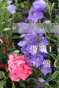 借唄1w逾期好多個(gè)月了(借唄逾期1個(gè)月怎么樣)