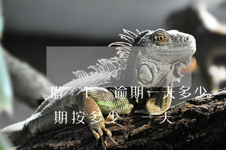 借唄1萬逾期一天多少錢(借唄借1000逾期按多少錢一天)