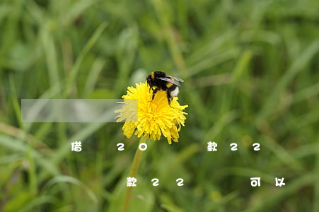 借唄20號還款22號還可以嗎-借唄20號還款22號還可以嗎