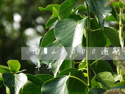 借唄24000逾期一年(借唄6000逾期半年)