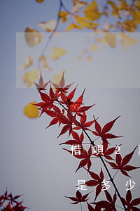 借唄2萬逾期利息是多少(借唄2萬逾期利息是多少)
