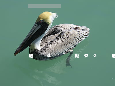 借唄4萬額度欠2萬(借唄欠了4萬多)