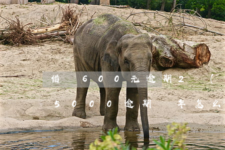 借唄600元逾期2個(gè)月(借唄有15000逾期兩年怎么辦)