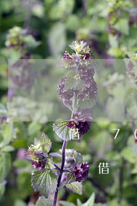 借唄7000逾期多久會(huì)被起訴-借唄7000逾期多久會(huì)被起訴呢