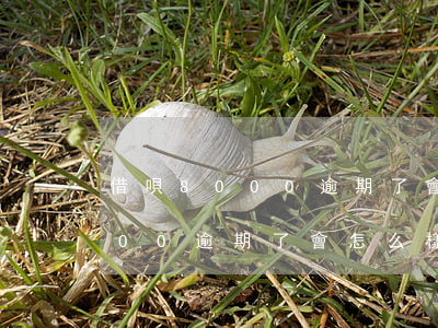 借唄8000逾期了會怎么樣嗎-借唄8000逾期了會怎么樣嗎知乎