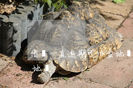 借唄一直逾期可以坐地鐵嗎(借唄逾期不能刷地鐵)